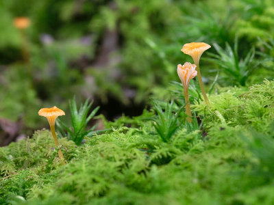 Lichen Agaric Mushroom