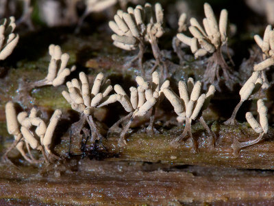 White Carnival Candy Slime Mold