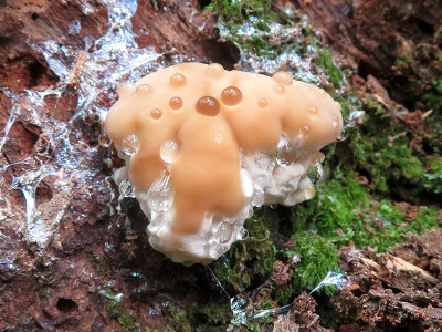 Green Cheese Polypore Mushroom