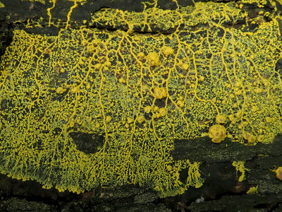 Many-headed Slime Mold