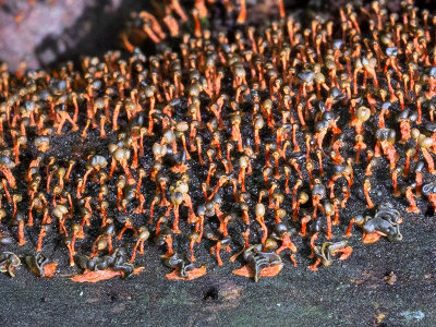 Many-headed Slime Mold