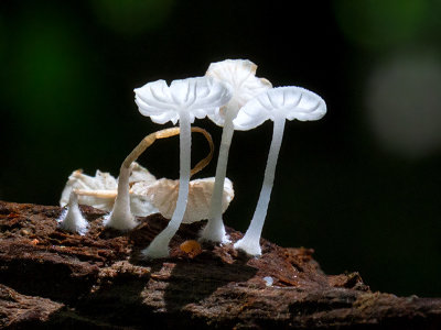 White Marasmius Mushroom