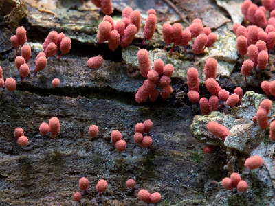 Carnival Candy Slime Mold