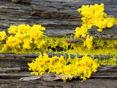 Scrambled-egg Slime Mold