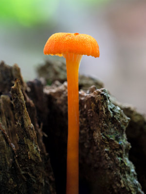 Goblet Waxcap Mushroom