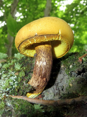 Ornate-stalked Bolete Mushroom
