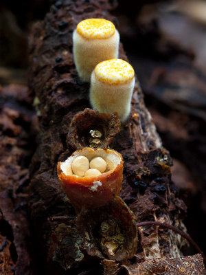 Common Bird's-nest Fungus