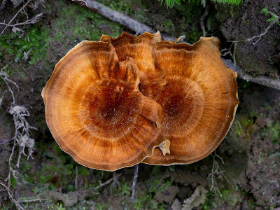 Shiny Cinnamon Polypore Fungus