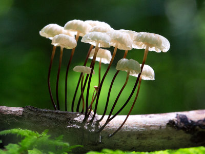 Collared Parachute Mushroom