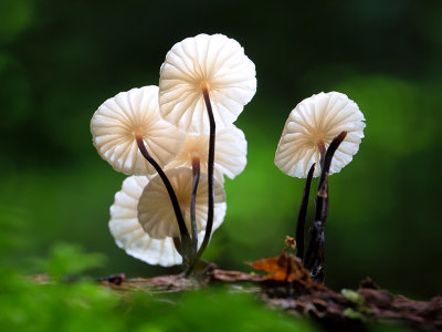 Collared Parachute Mushroom