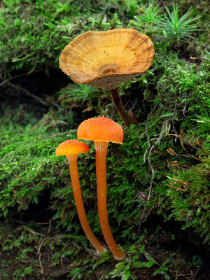 Shiny Cinnamon Polypore Fungus and Goblet Waxcap Mushrooms