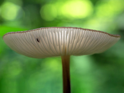 Beech Rooter Mushroom