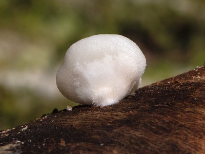 Flat Crep Mushroom