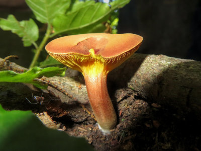 Gilled Bolete Mushroom