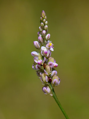 Whorled Milkwort