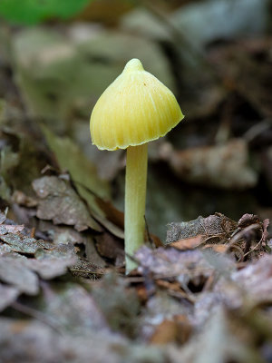Yellow Unicorn Entoloma Mushroom