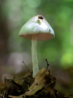 Destroying Angel Mushroom