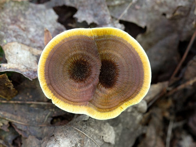 Shiny Cinnamon Polypore Mushrooms