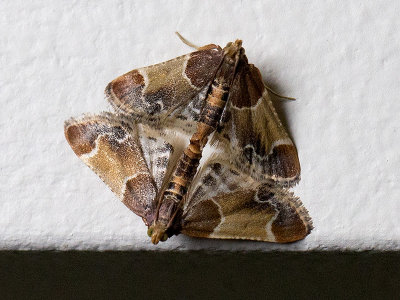 Meal Moths Mating