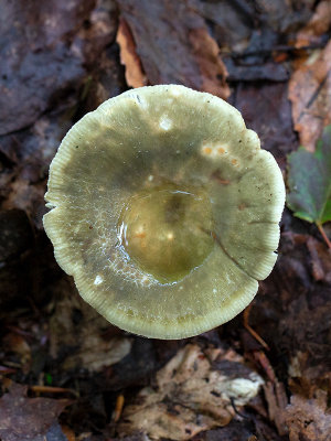 Green Quilt Russula Mushroom