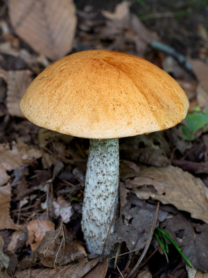 Aspen Bolete Mushroom
