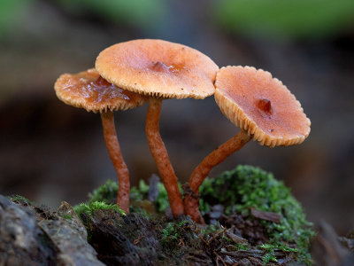 Curry Milkcap Mushrooms