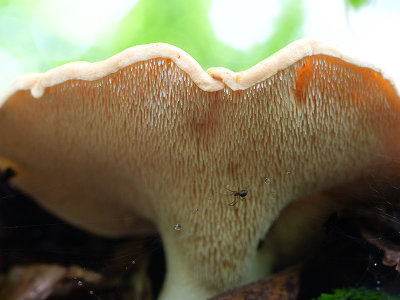 Wood Hedgehog Mushroom