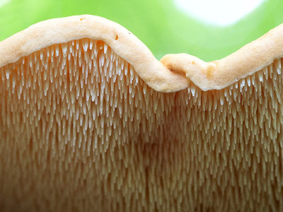 Wood Hedgehog Mushroom