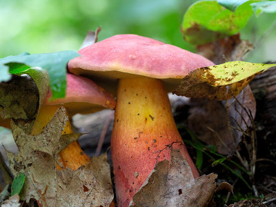 Two-colored Bolete Mushrooms