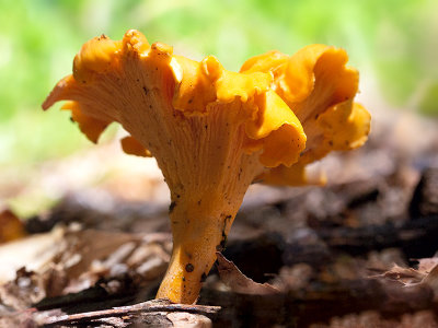 Chanterelle