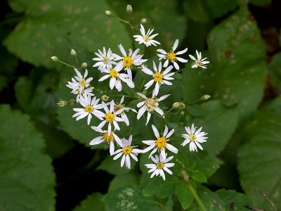 Large-leaved Aster