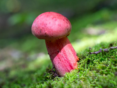 Two-colored Bolete Mushroom