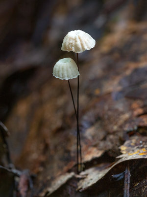 Collared Parachute Mushroom