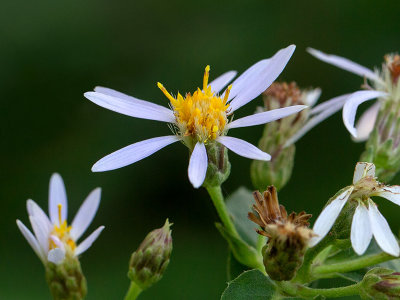 Large-leaved Aster