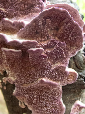 Violet Toothed Polypore Fungus