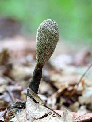 Dead Man's Finger Mushroom