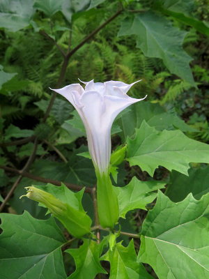 Jimsonweed