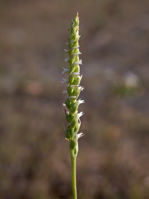 Northern Oval Ladies'-tresses Orchid