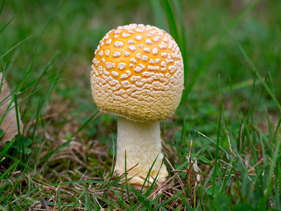 Yellow-orange Fly Agaric Mushroom