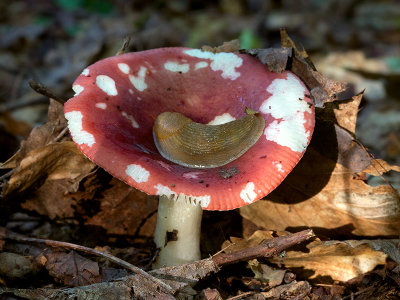 Winter Russula Mushroom