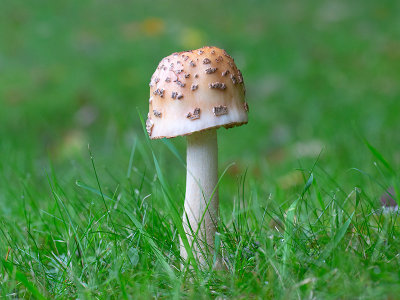 The Blusher Mushroom