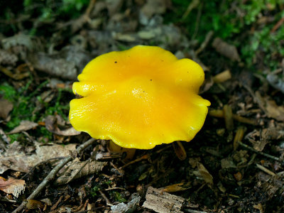 Golden Waxy Cap Mushroom