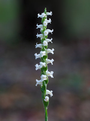 Yellow Ladies'-tresses Orchid