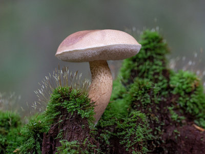 Bitter Bolete Mushroom