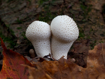 Common Puffball Mushroom