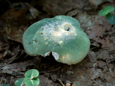 Green Russula Mushroom