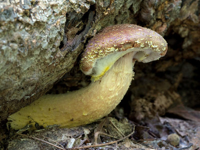 Golden Scalycap Mushroom