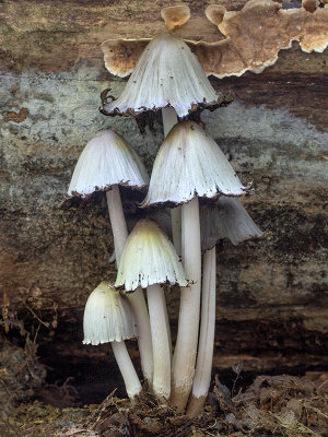 Common Ink Cap Mushroom