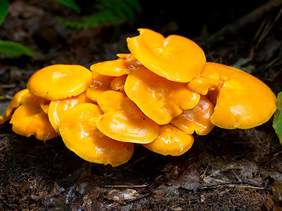 Jack O'Lantern Mushroom