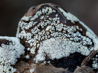 Honeycomb Coral Slime Mold